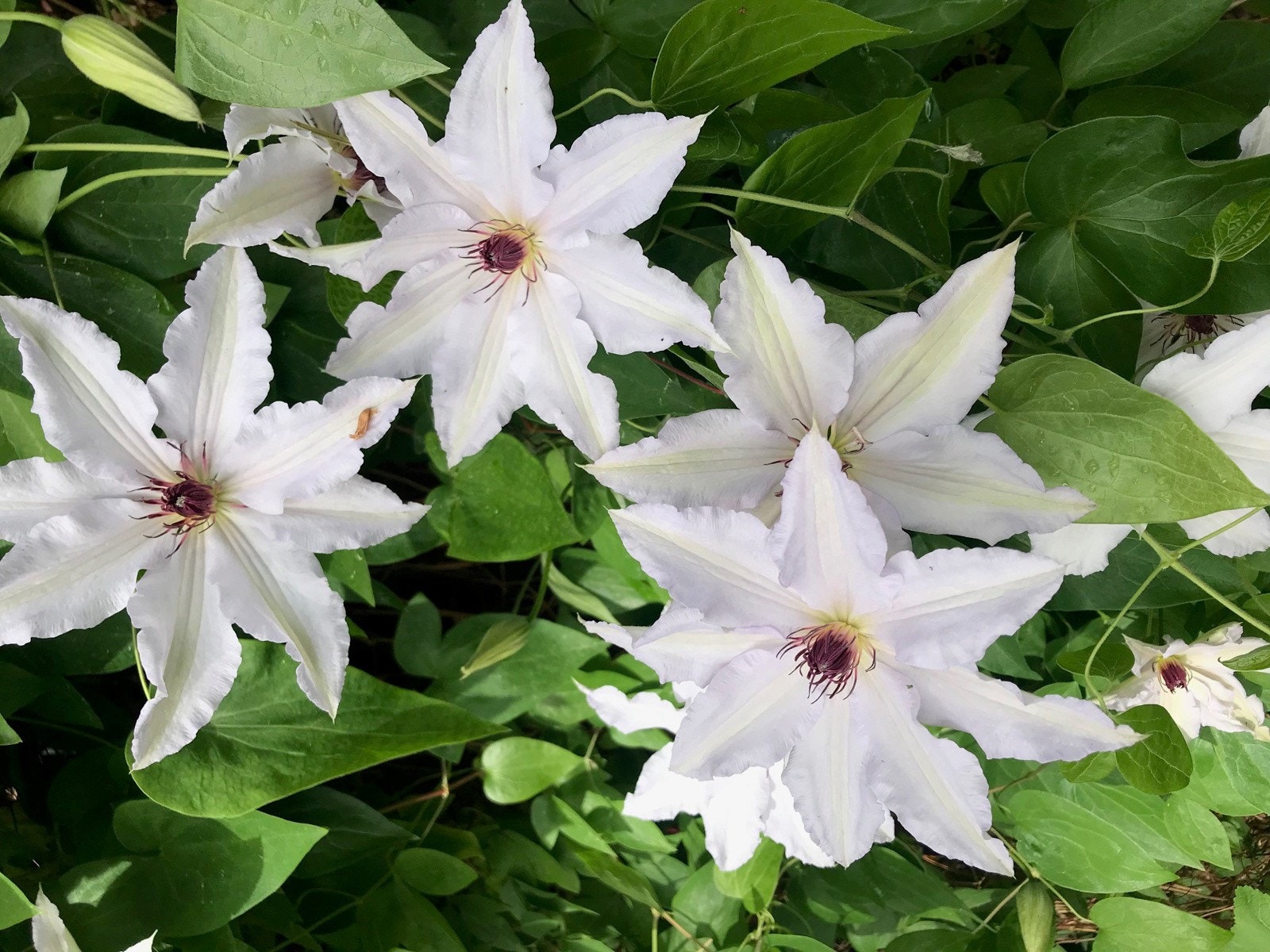 Sommerbilde levert av hyggelig nabo. Galleribilde