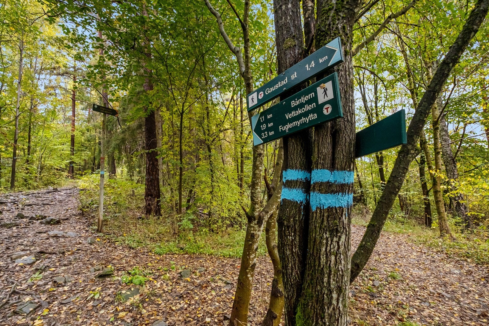 Fine turmuligheter til Gaustad, Båntjern, Vettakollen og Fuglemyrhytta. Galleribilde
