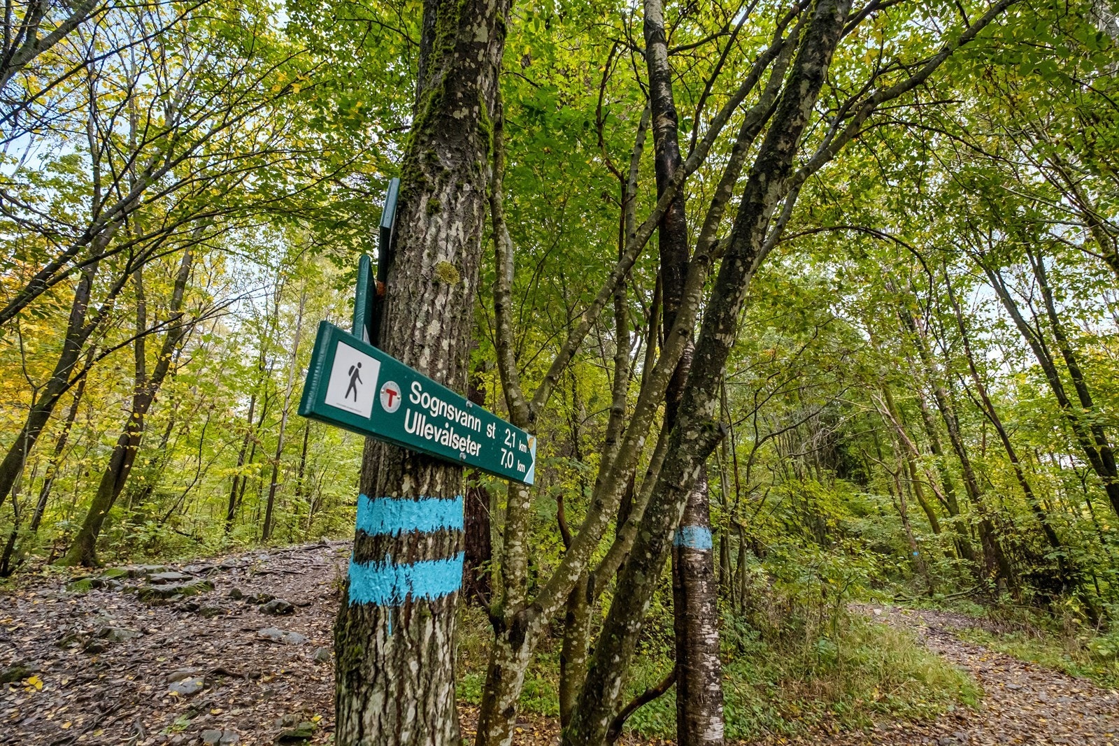 Fine turmuligheter til Sognsvann og Ullevålseter. Galleribilde