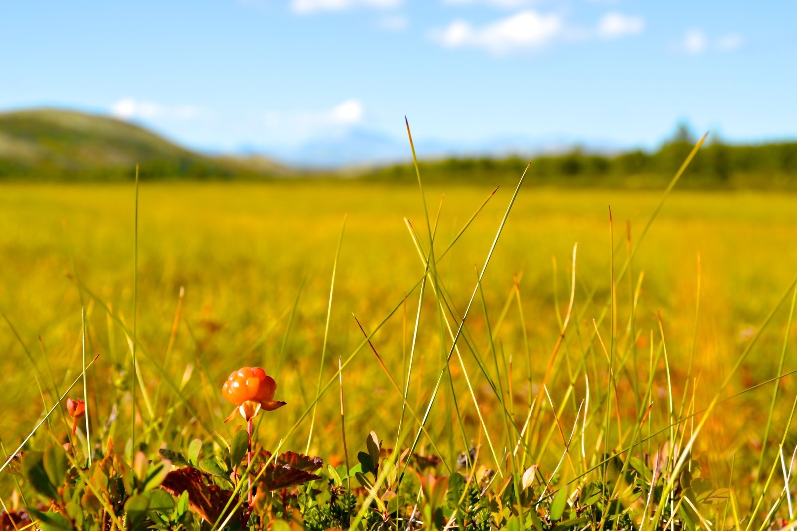 Moltemyrer i nærområdet Galleribilde