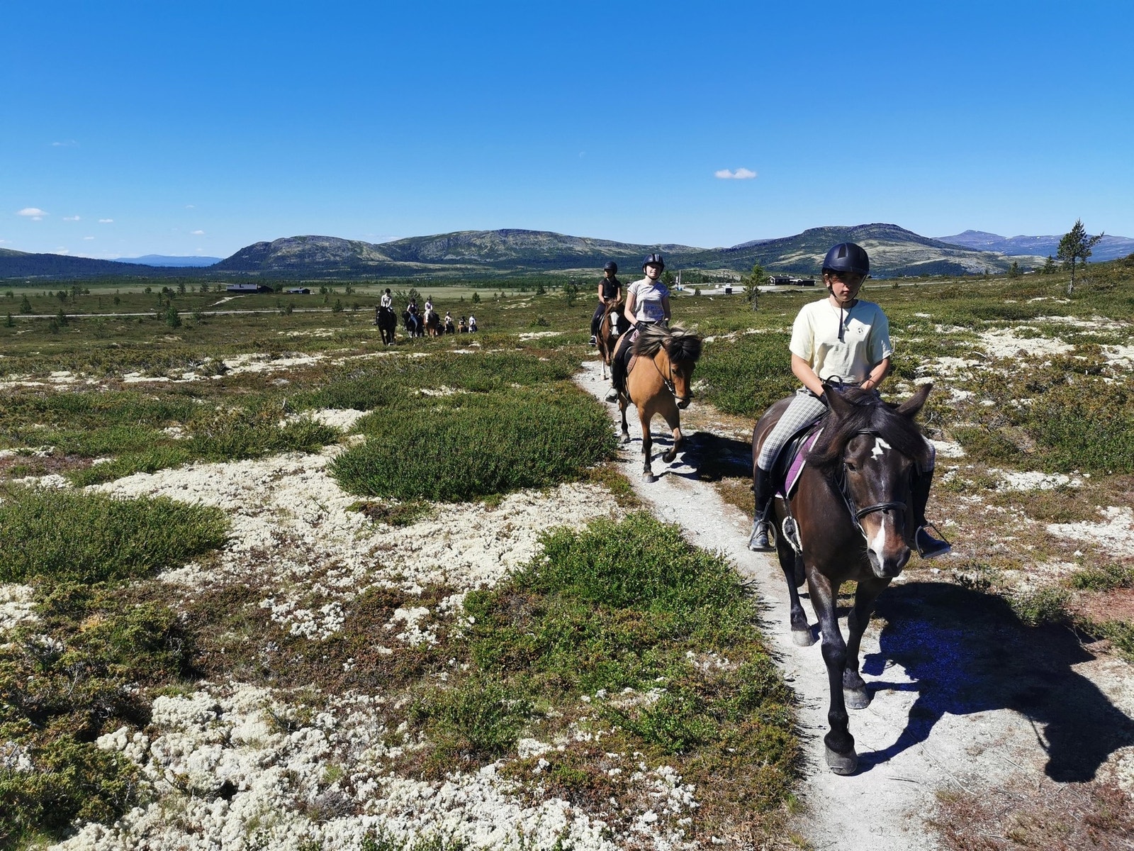 Mulighet for å leie hest i området Galleribilde