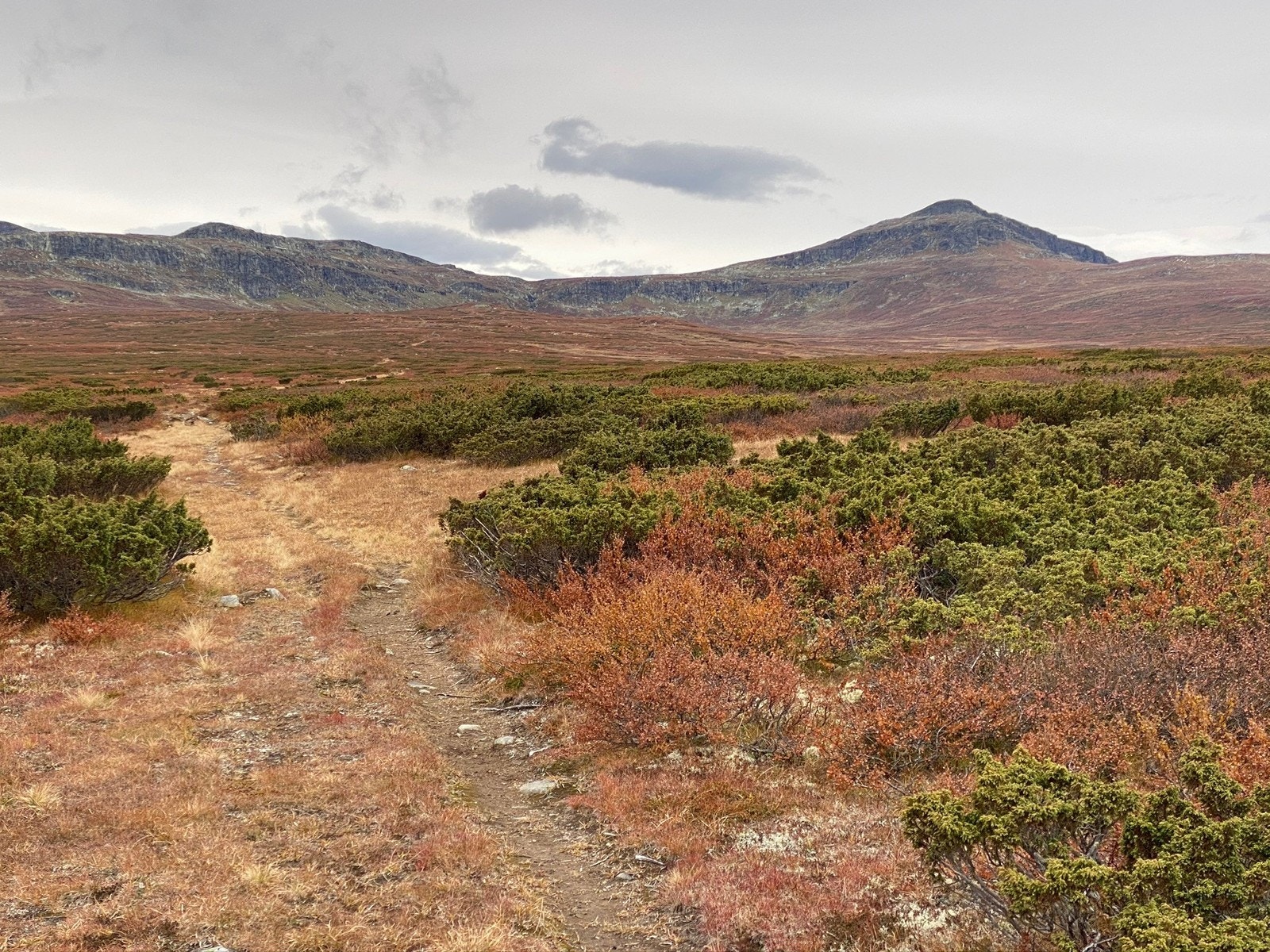 Langsua Galleribilde