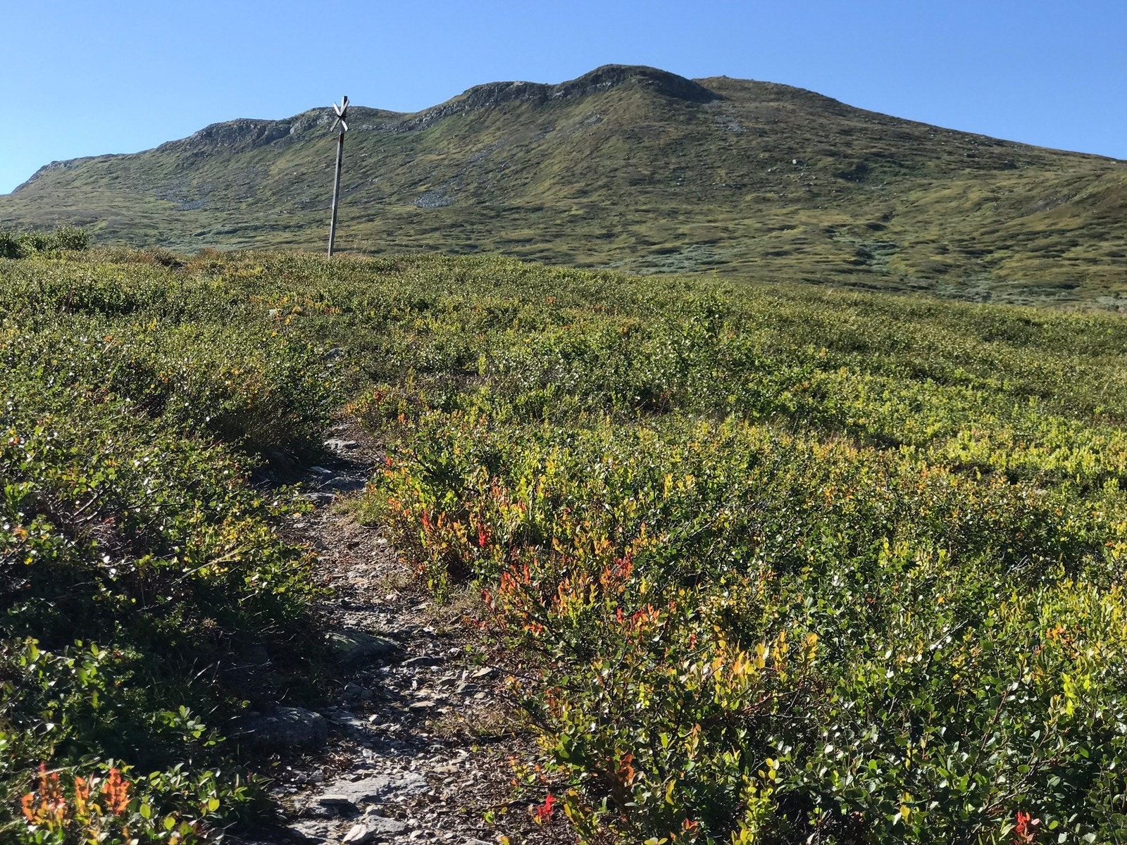 Synnfjell Galleribilde