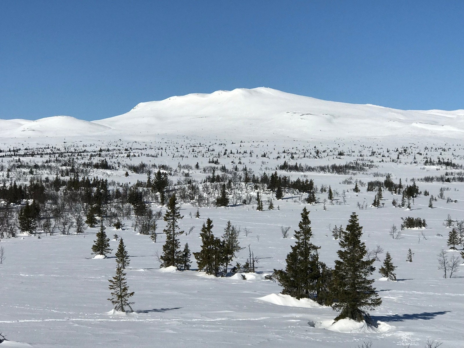 Synnfjell Galleribilde