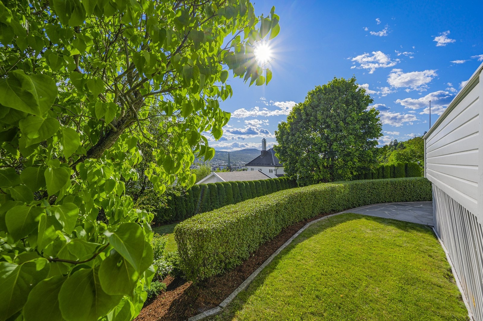 Gressplen og lekker hekk. Galleribilde