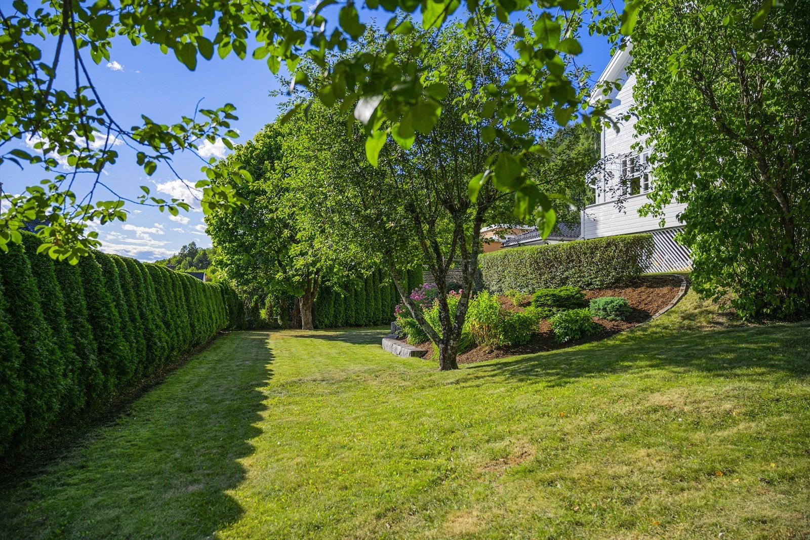 Flott opparbeidet hage med tujahekk, trær busker og blomster. Galleribilde