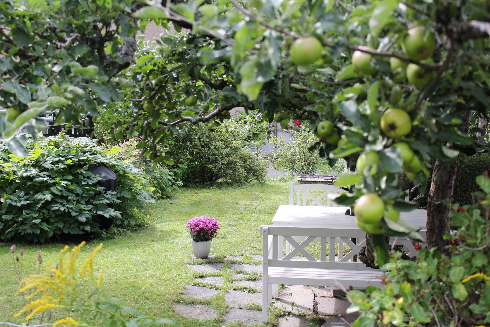 Egen stor og idyllisk hageparsell med fire gamle epletrær, rips- og solbærbusker og steinlagt uteplass. Galleribilde
