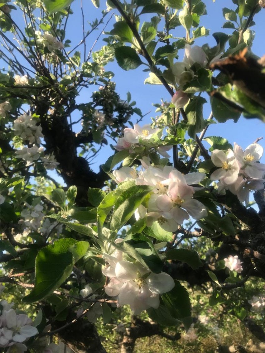 Detaljer | Epletrærne blomstrer i mai. Galleribilde