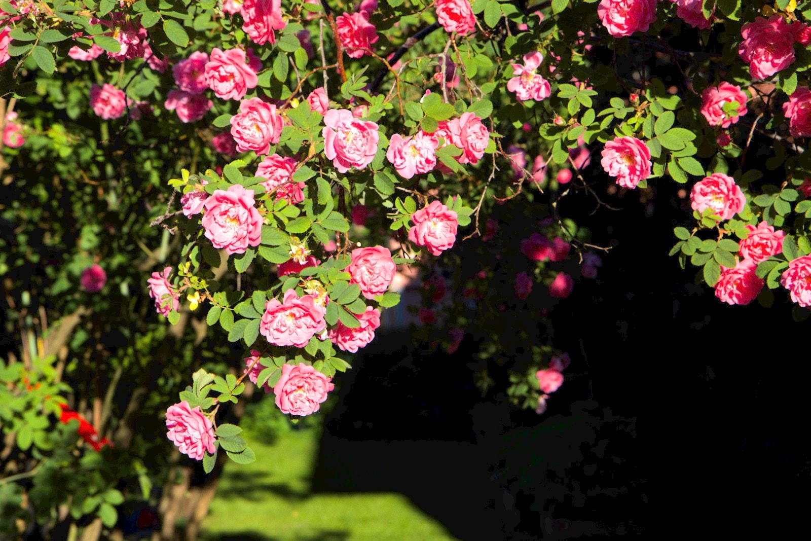 Detaljer | Hage. Galleribilde