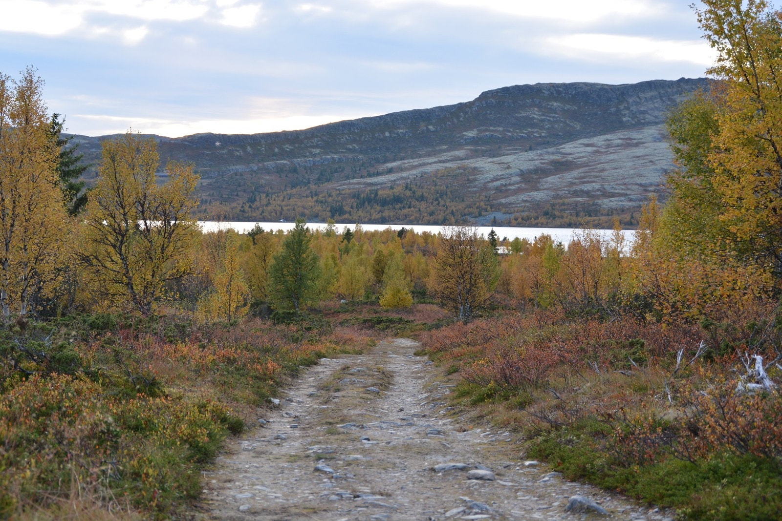 Foto fra tomteområdet. Galleribilde