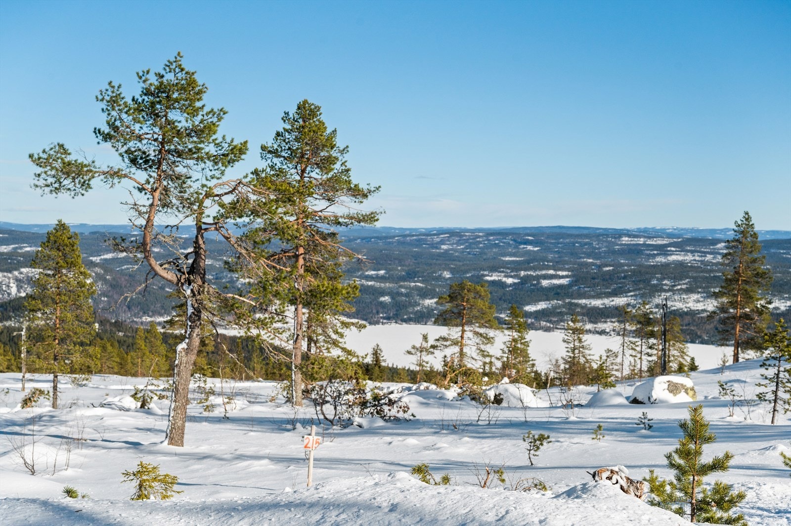 Tomt nr. 215 Galleribilde