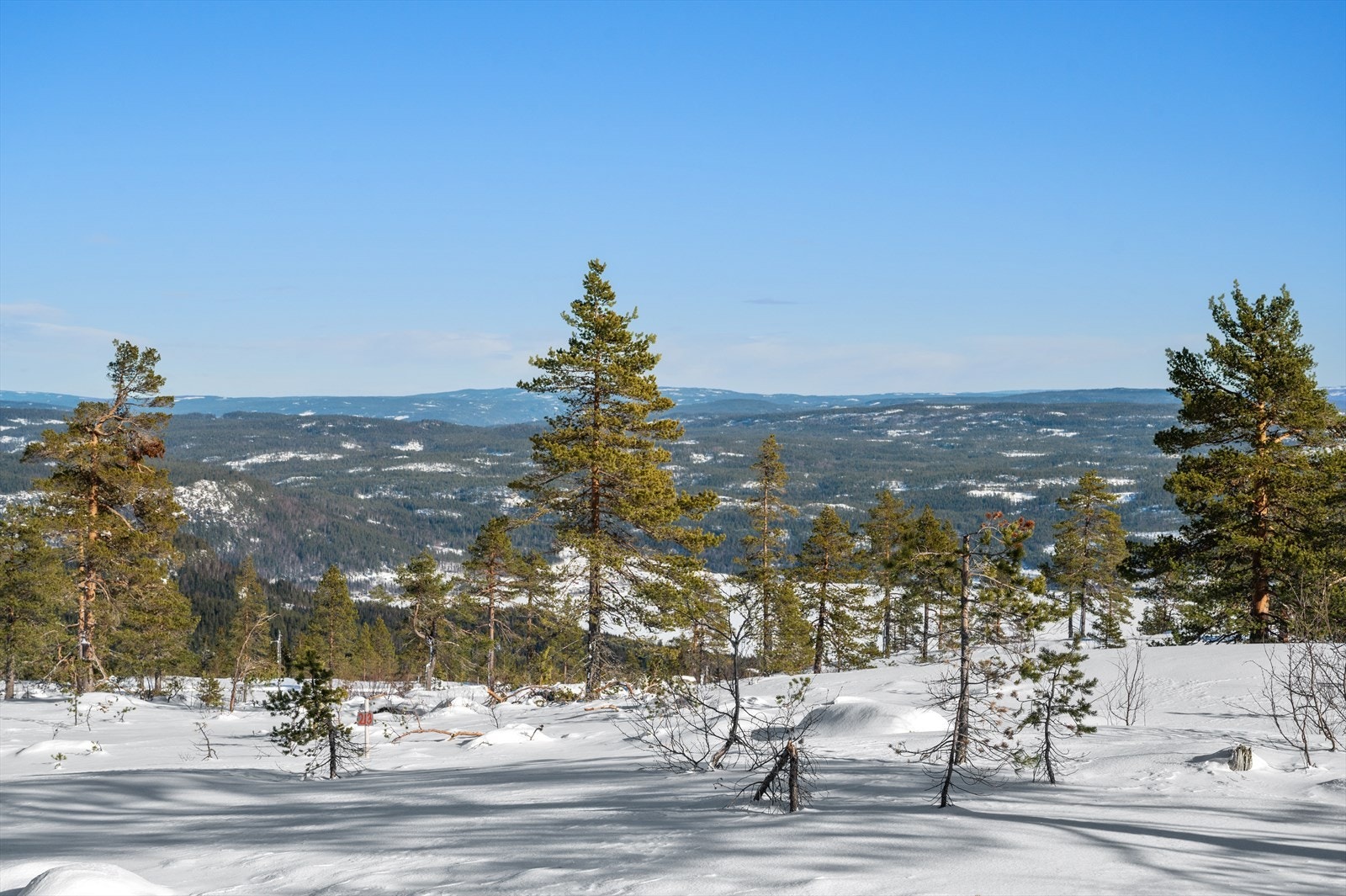 Tomt nr. 213 Galleribilde