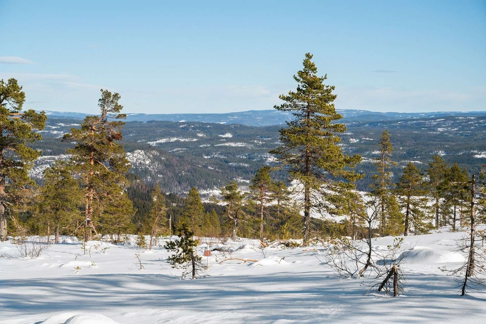Tomt nr. 213 Galleribilde