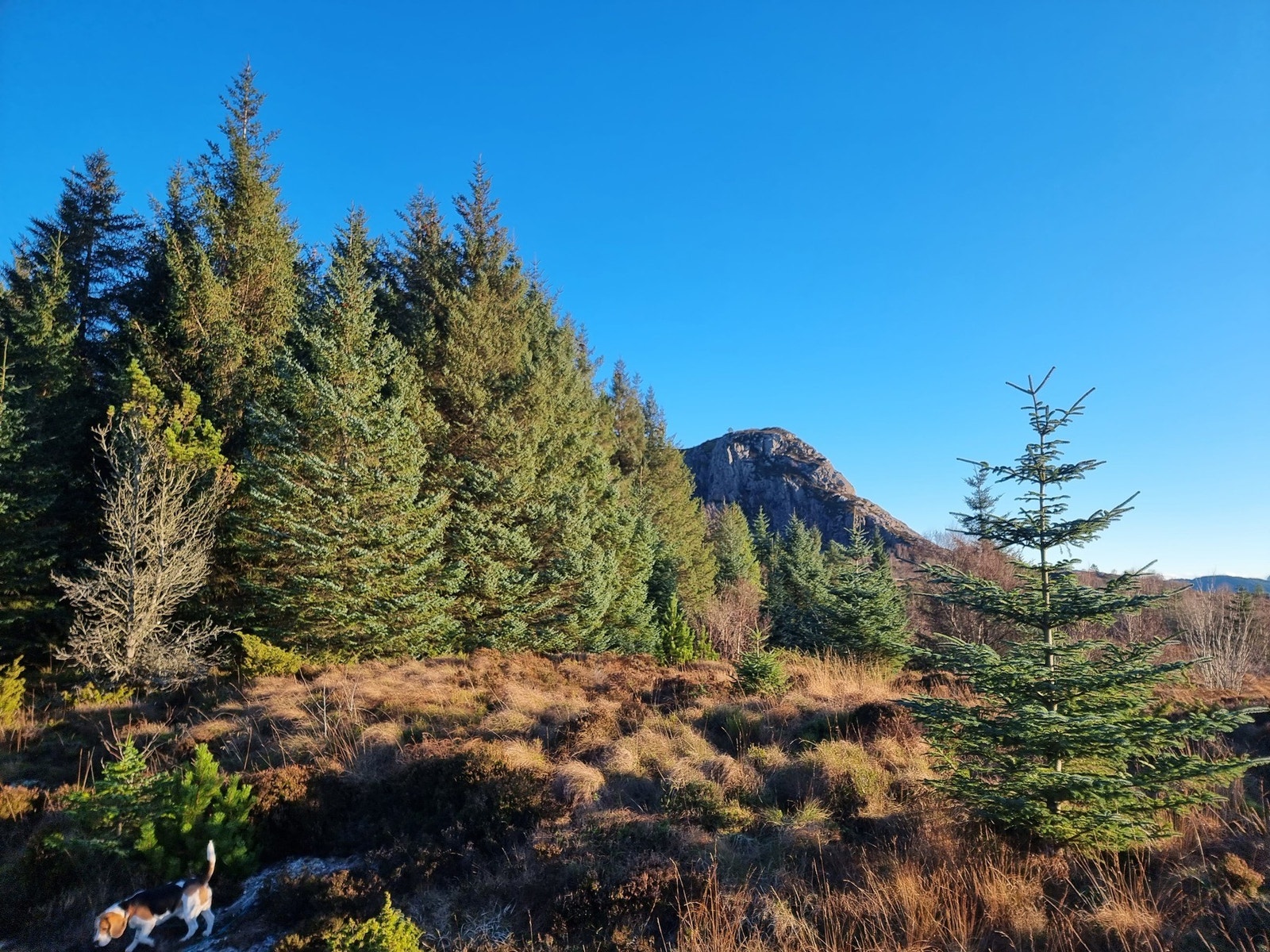 Utsikt fra hyttefeltet tatt mot øst. Man ser Lammetunfjellet bak trærne. Galleribilde
