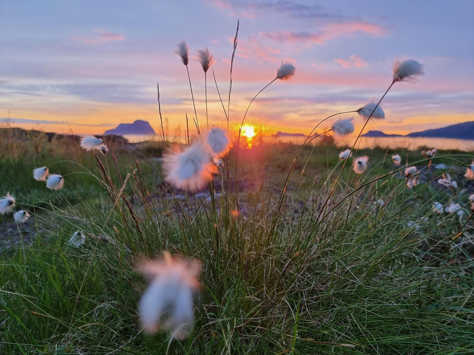 Bilde tatt i nærområdet av hyttefeltet - tatt mot vest, man ser Alden gjennom myrull. Galleribilde