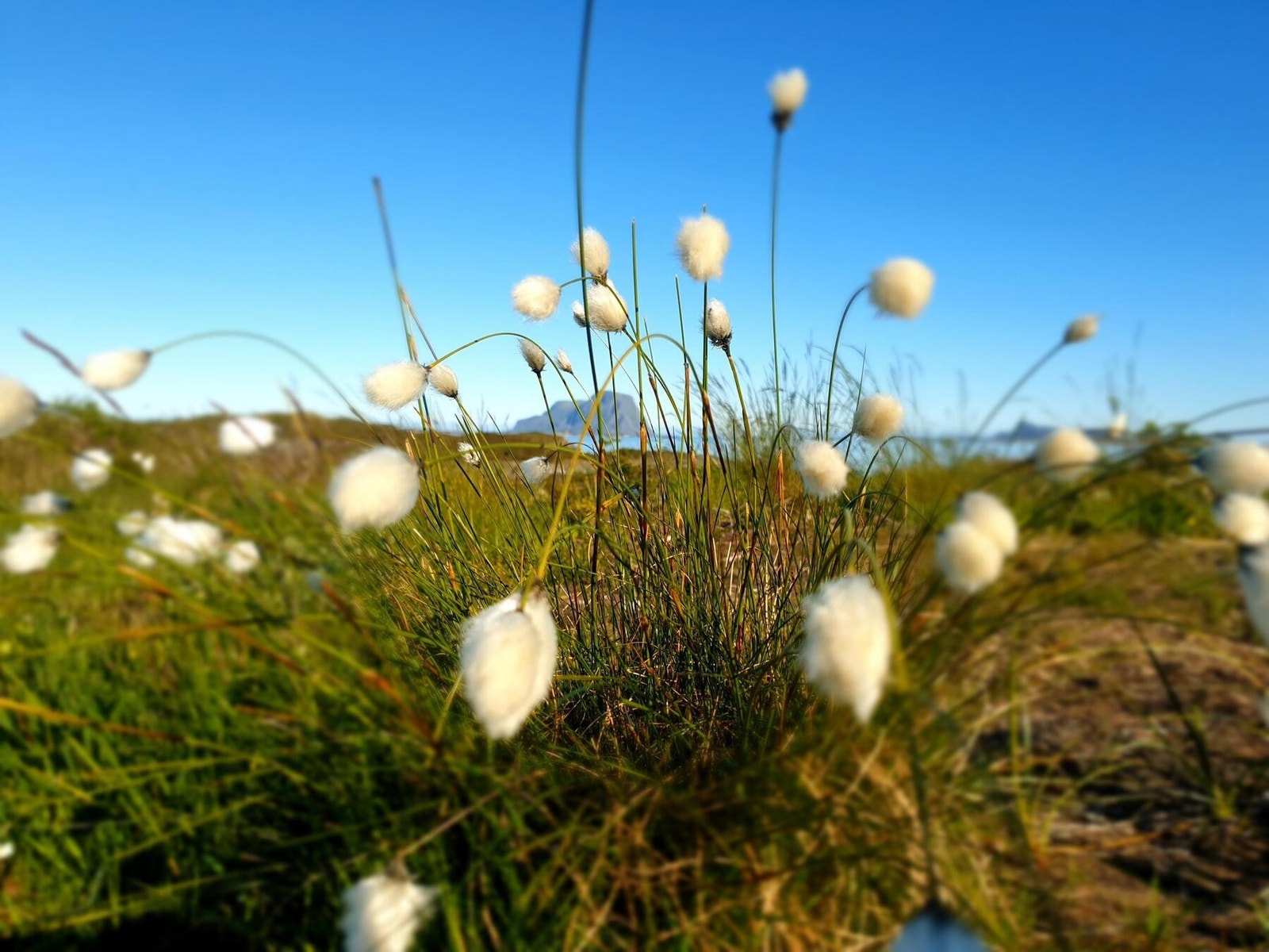 Bilde tatt i nærområdet av hyttefeltet - tatt mot vest, man ser Alden gjennom myrull. Galleribilde