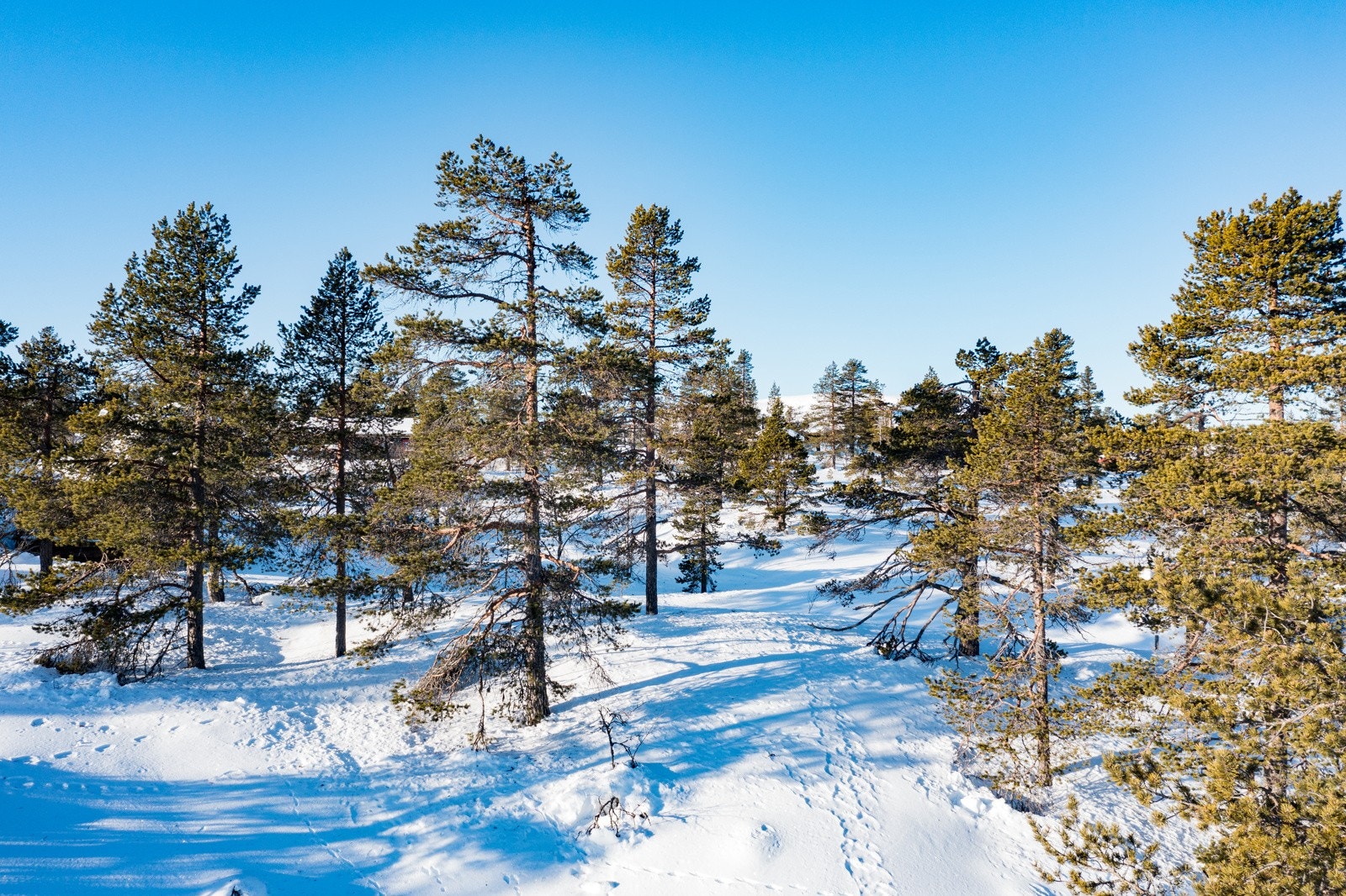 Det er bilvei helt inn frem. Galleribilde