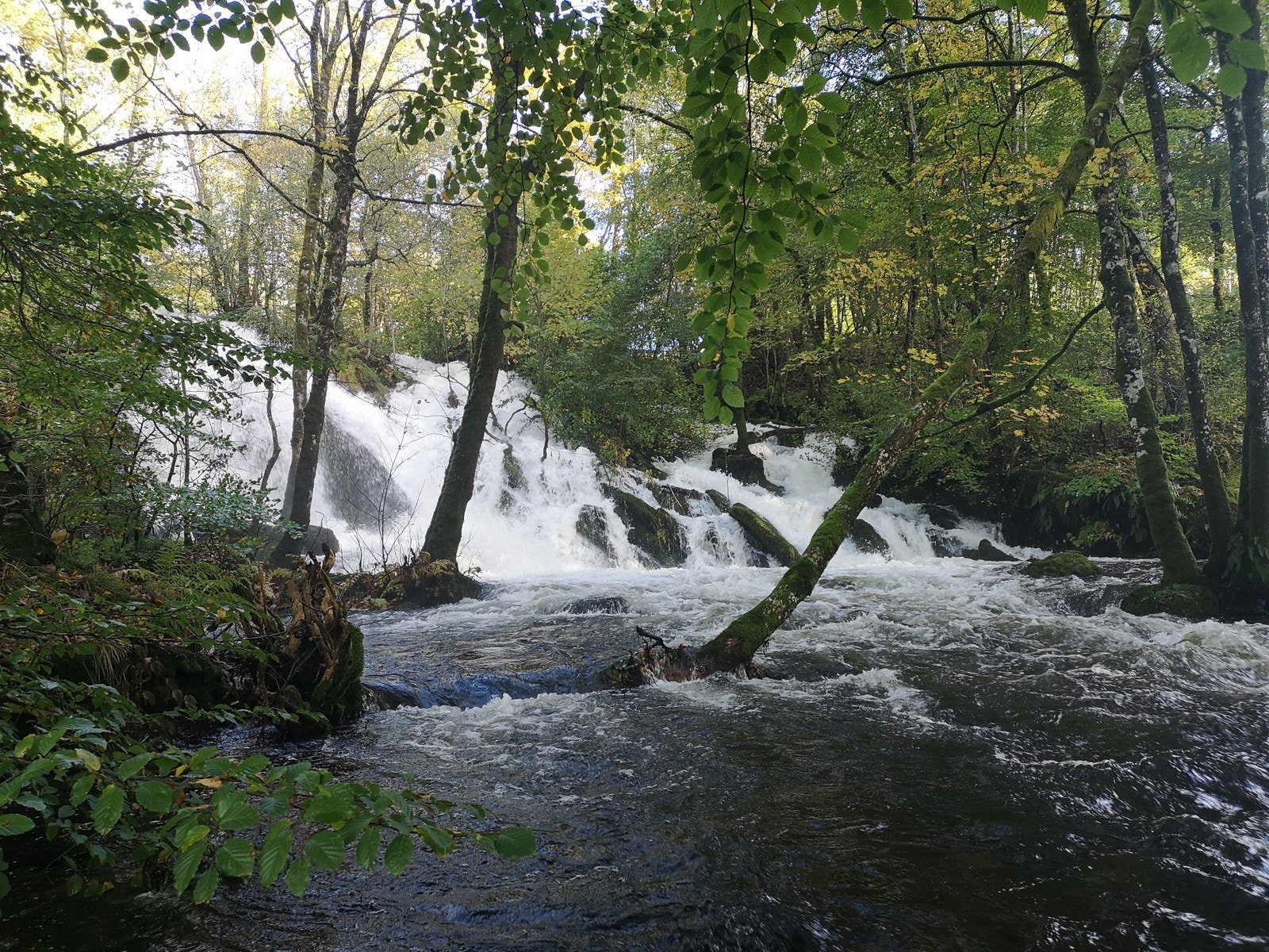 Fanaelven i Fana Kulturpark Galleribilde