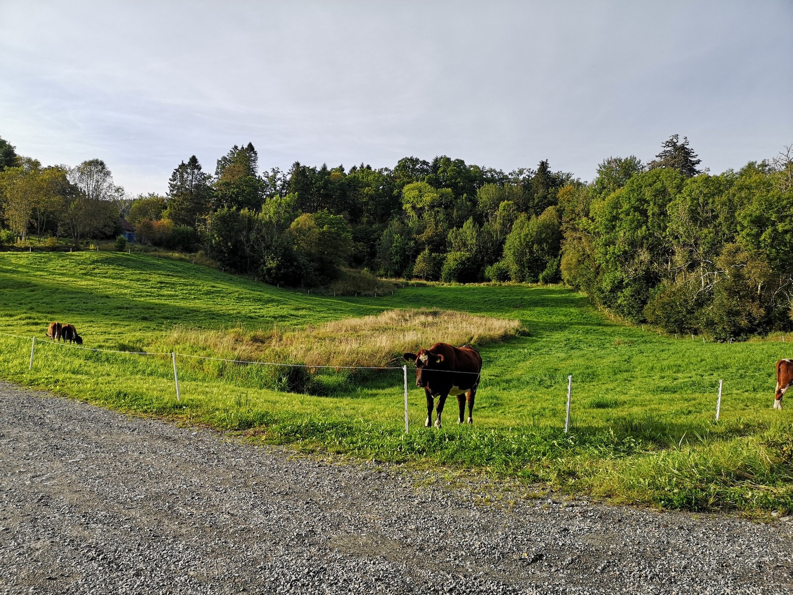 Landlig og fint Galleribilde
