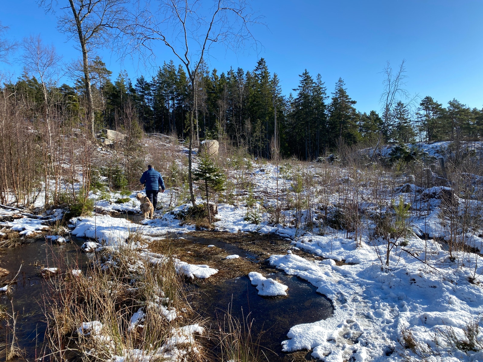 Fine turstier i skogen Galleribilde