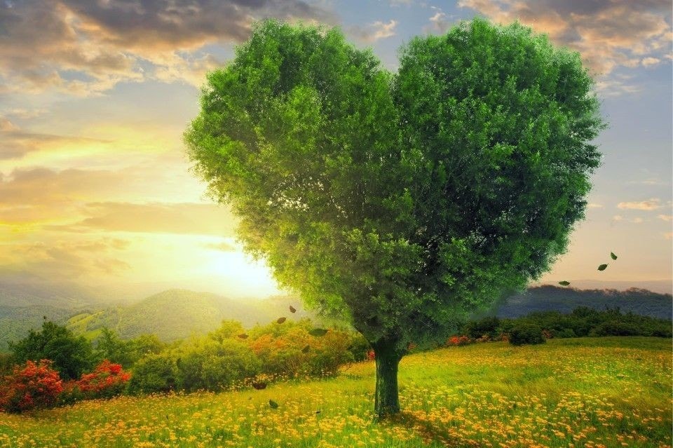 På lag med skogen. Galleribilde