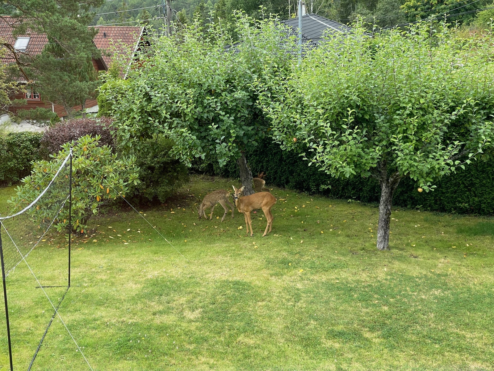 Nære naturen Galleribilde