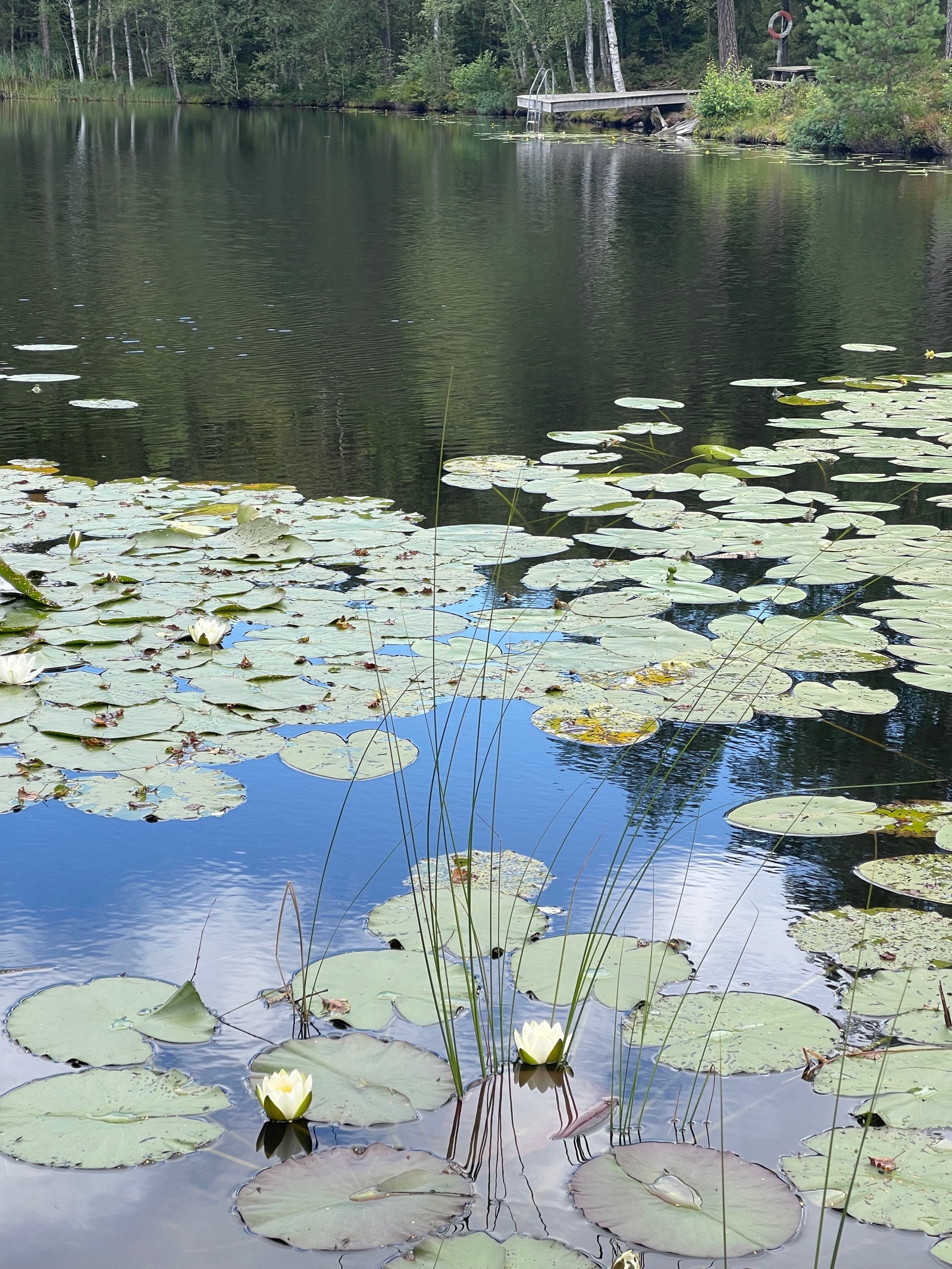 Populære badevann og tjern i nærheten Galleribilde