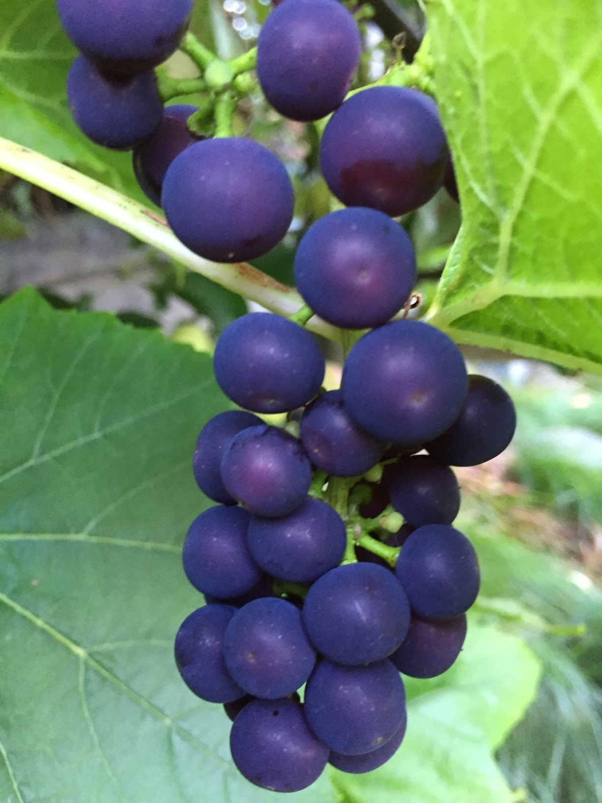 Drueranker i hagen Galleribilde