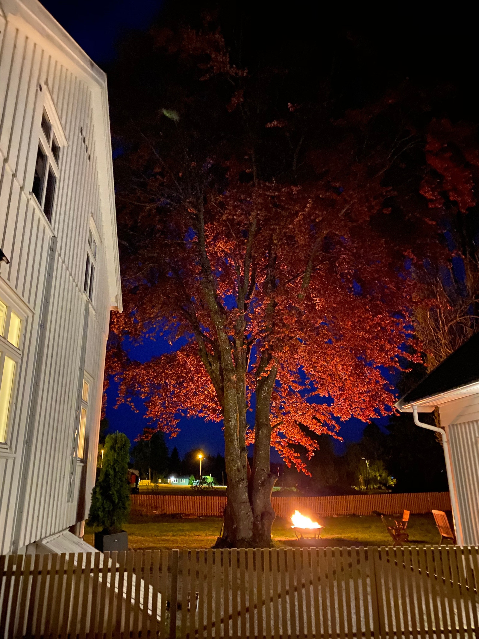 Blodeik i hagen. Utsikt fra gårdsplass. Galleribilde