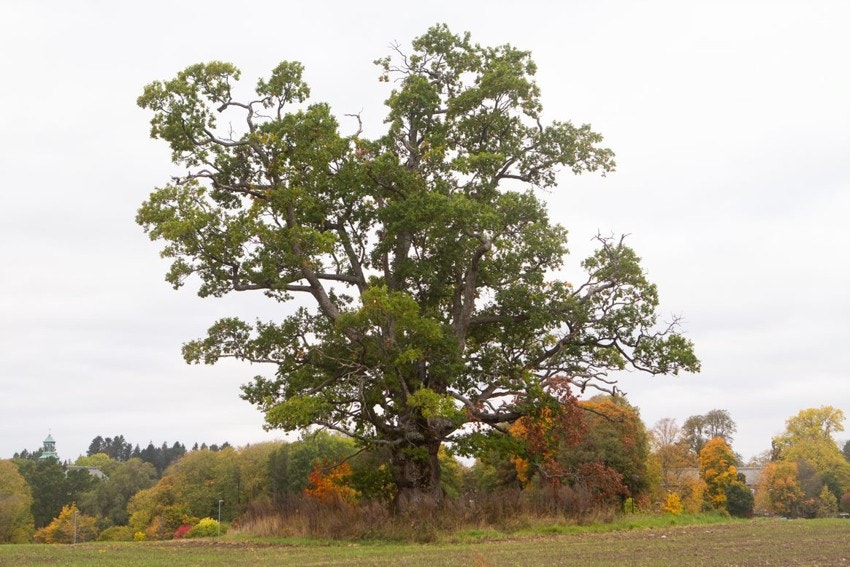 Eika i Ås Galleribilde