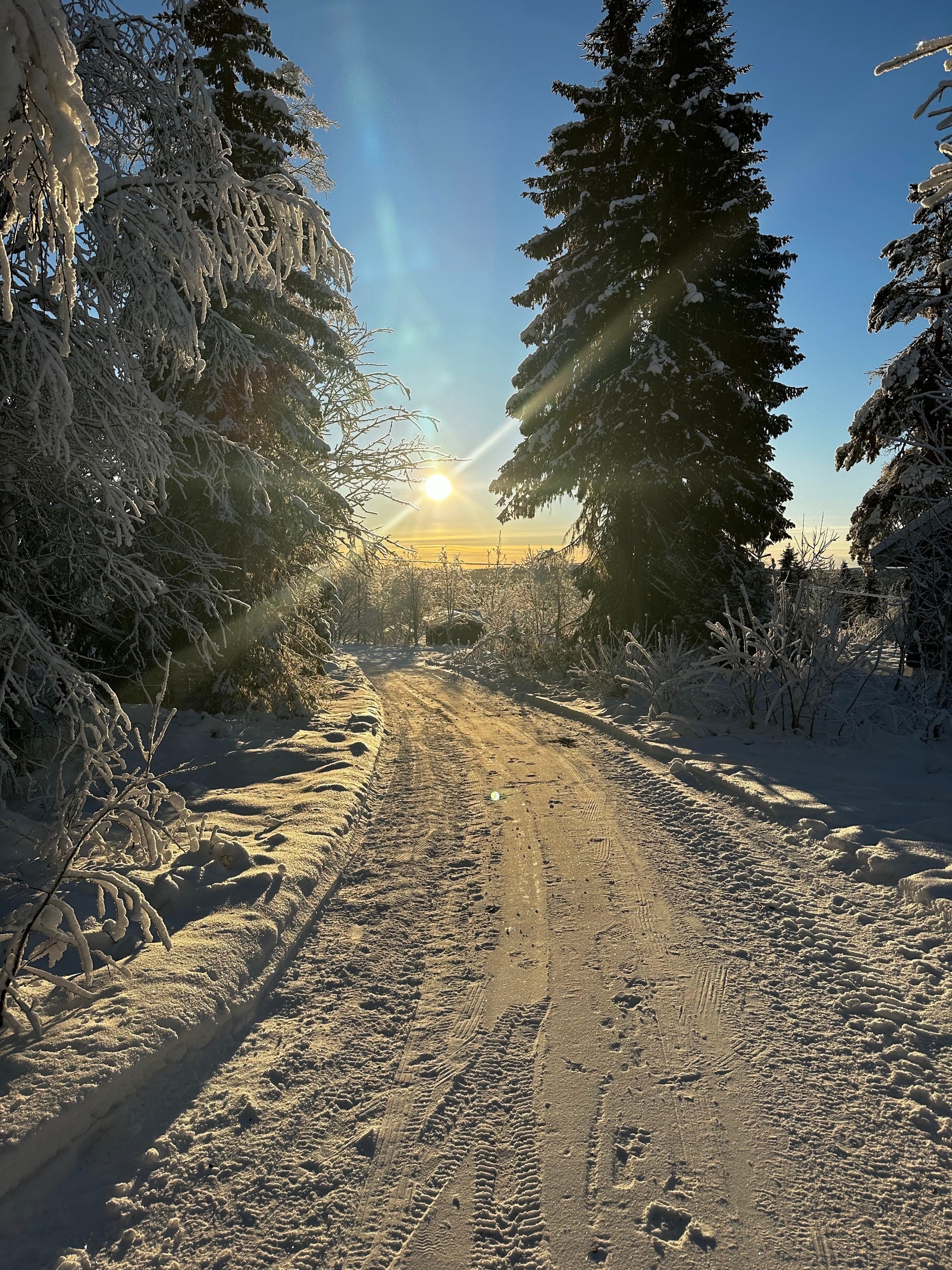 100 meter fra hytta. Galleribilde