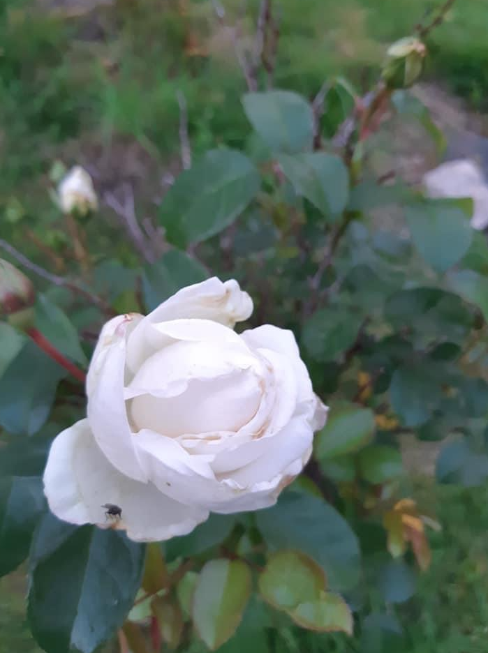 Rosebusker Galleribilde