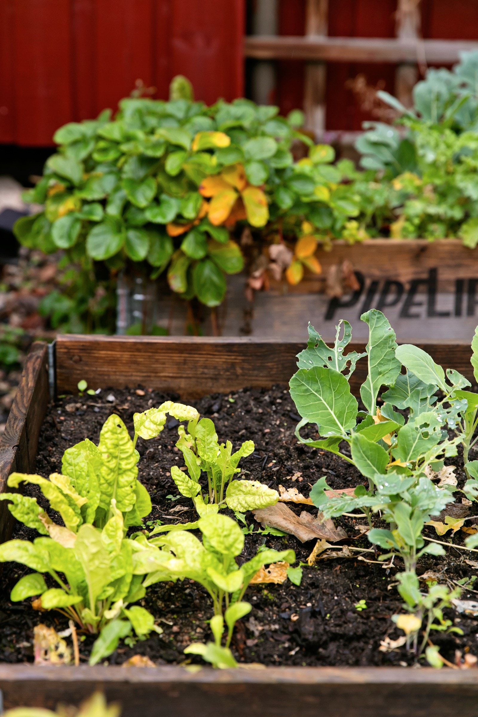 Drømmer du om din egen kjøkkenhage? Boligselskapet har lagt til rette for små parsellhager for dyrking. Galleribilde