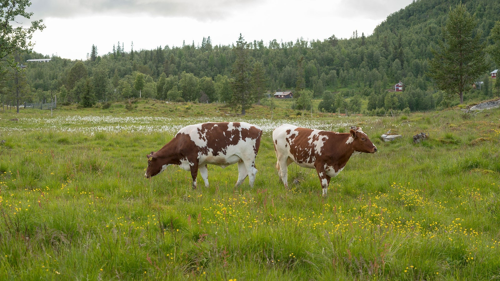 Åsteno, hyttefeltet i bakgrunnen. Galleribilde