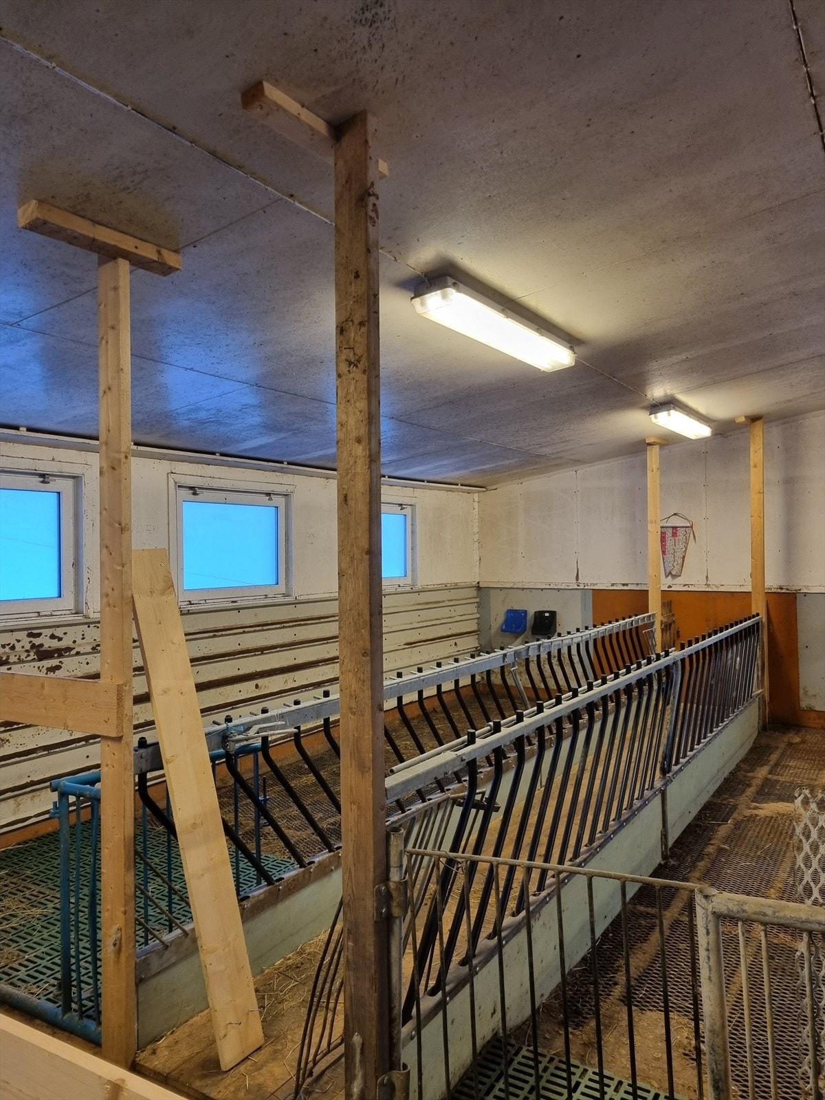 Innvendig fjøs Galleribilde