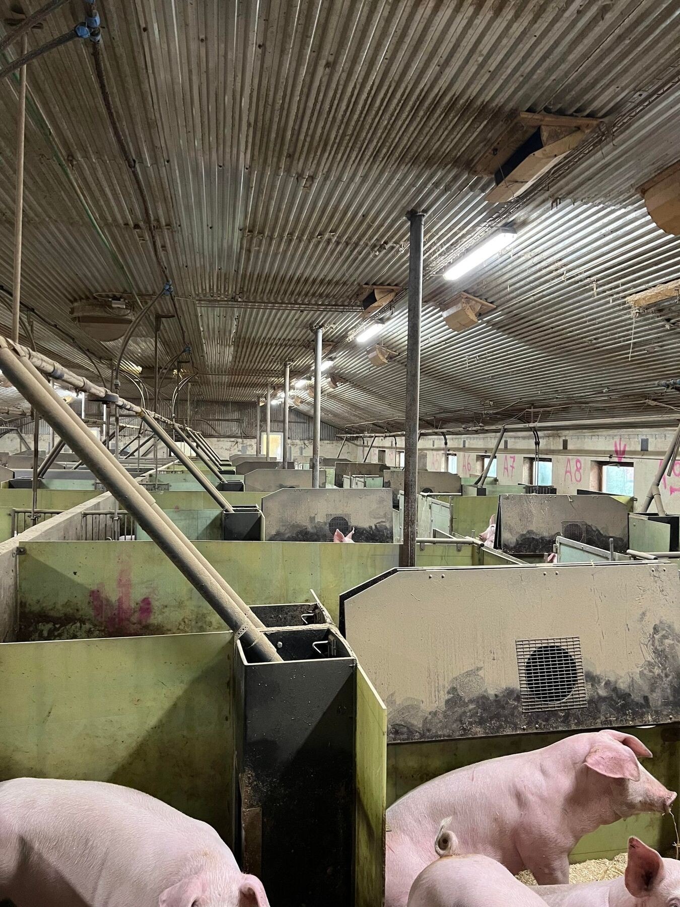 Dyrerom. Galleribilde