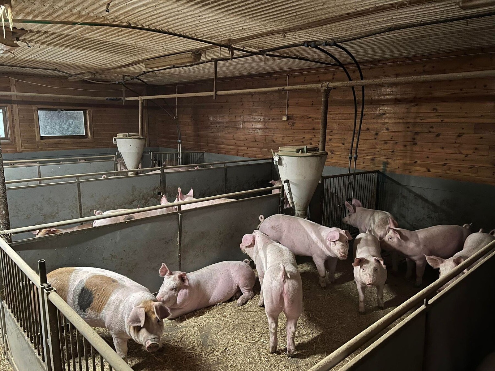 Dyrerom. Galleribilde