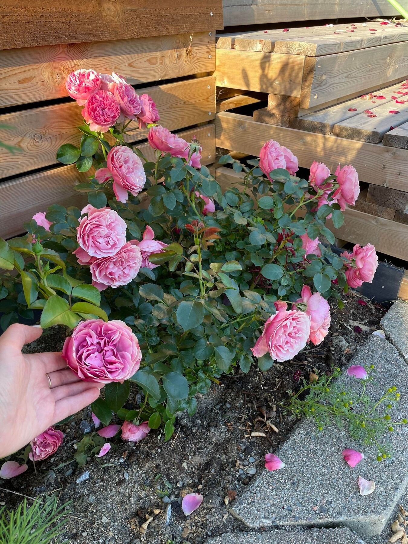 Hagen med roser. Galleribilde