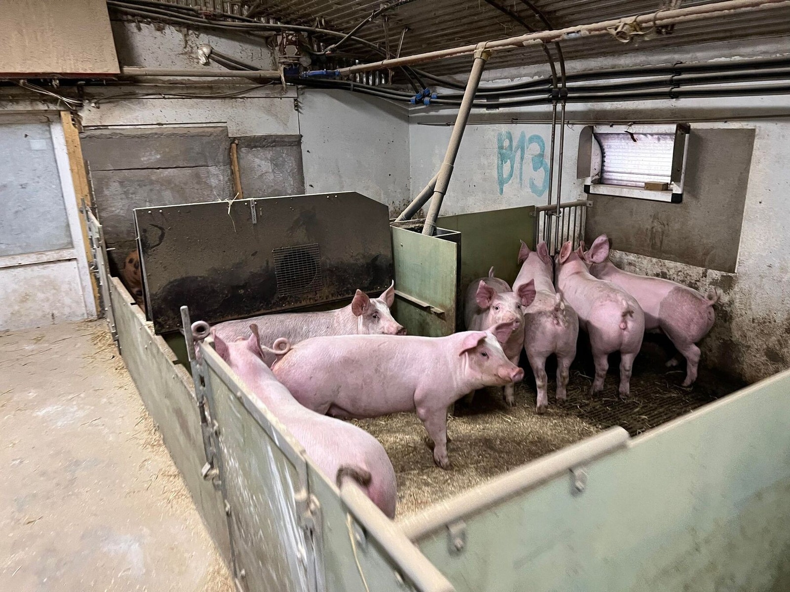 Dyrerom. Galleribilde