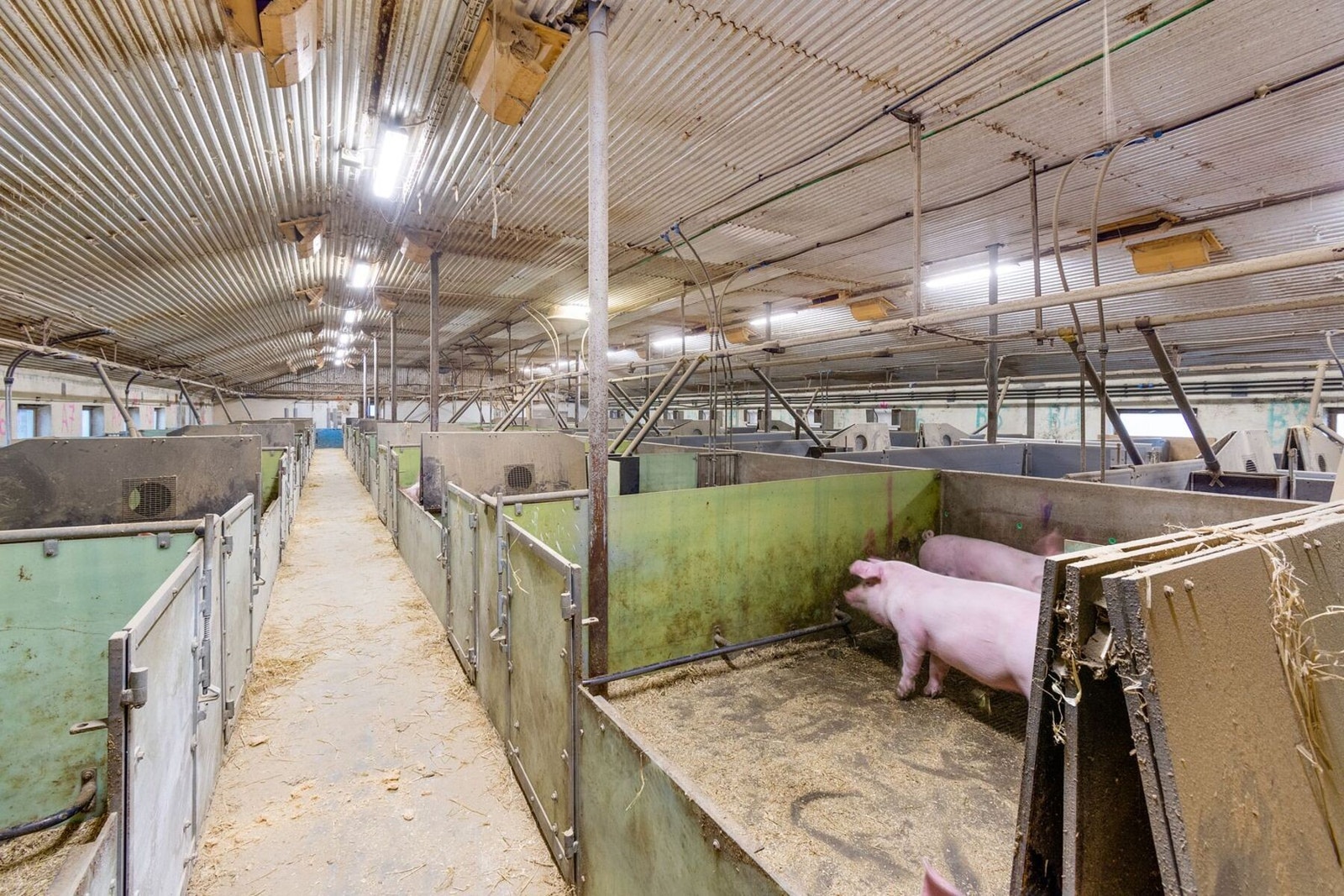 Produksjonsareal for slaktegris- 1 konsesjon- 2100 stk/år. Galleribilde