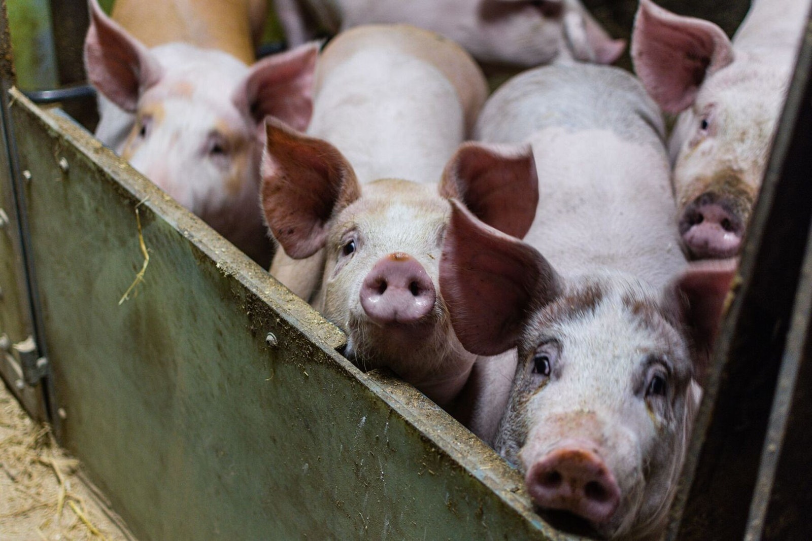 På Mo Søndre, er det fokus på god dyrehelse. Her er nysgjerrige griser som vil ha kontakt med fotografen. Galleribilde