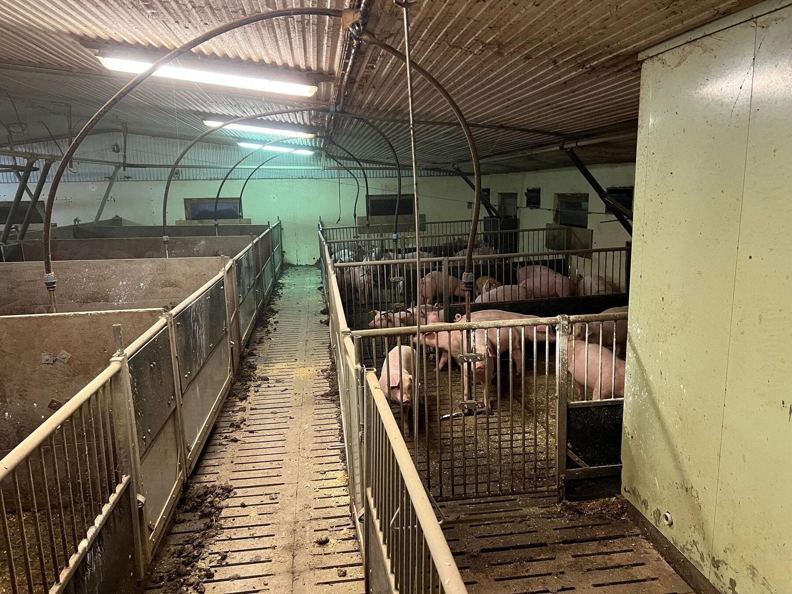 Interiør- dyrerom Galleribilde