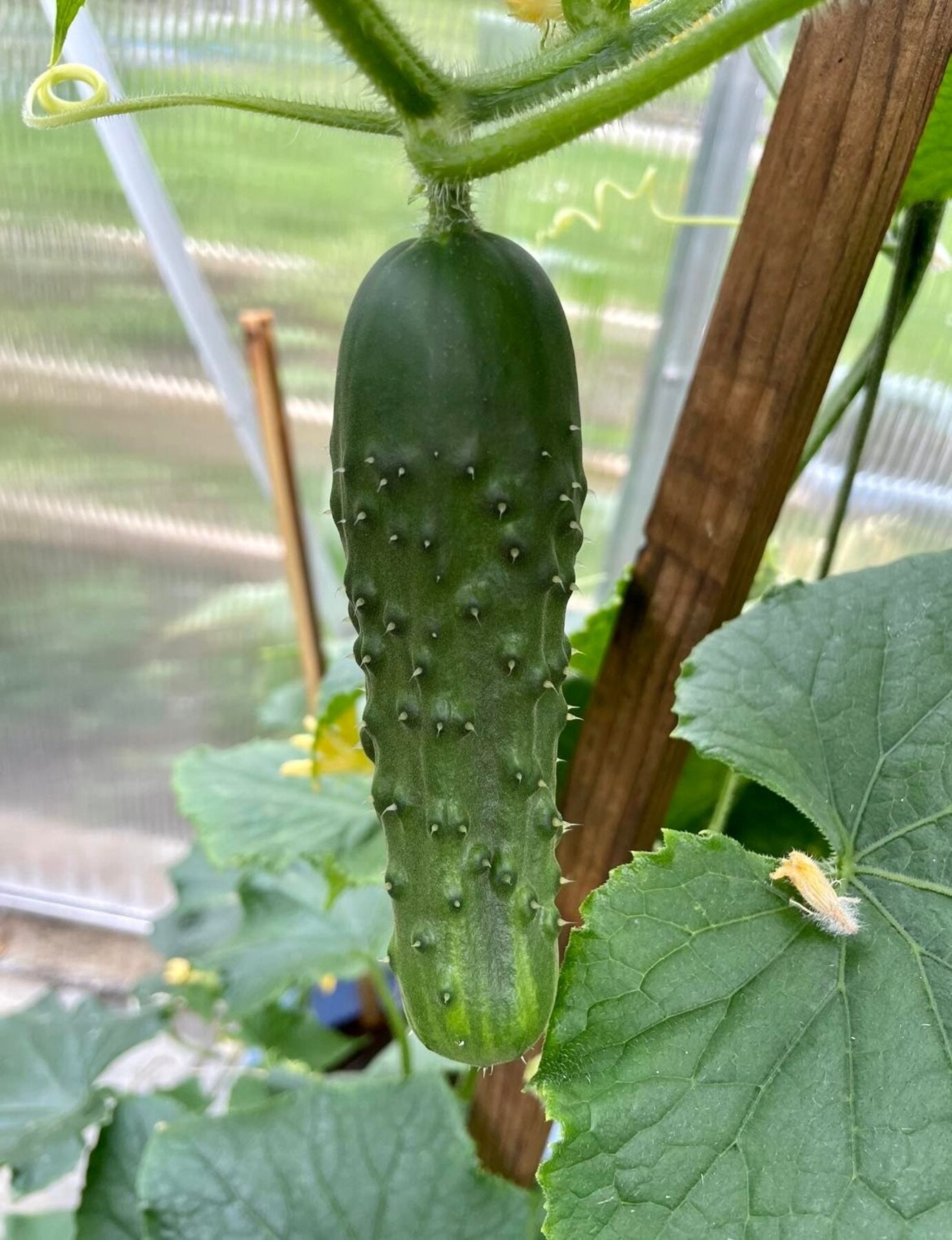 Kortreist agurk fra egen hage. Galleribilde