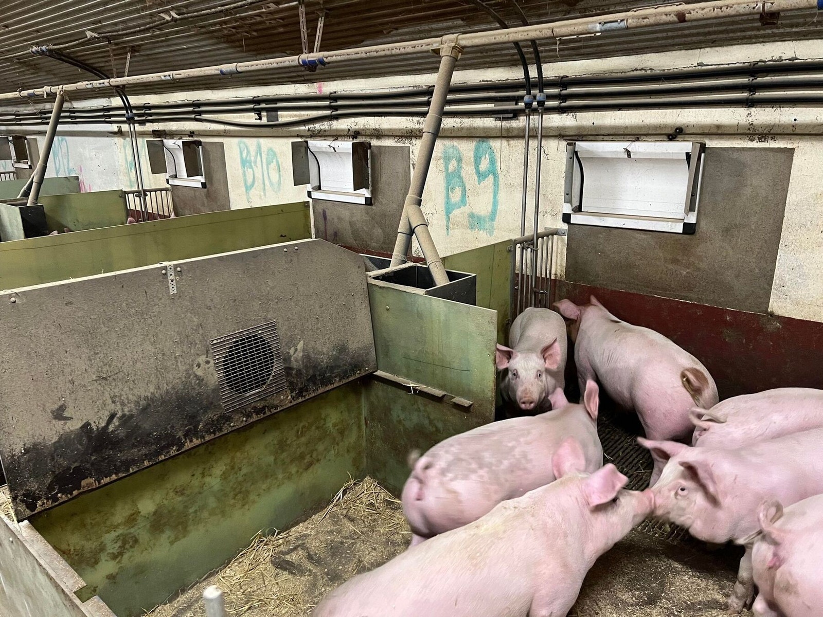 Dyrerom. Galleribilde