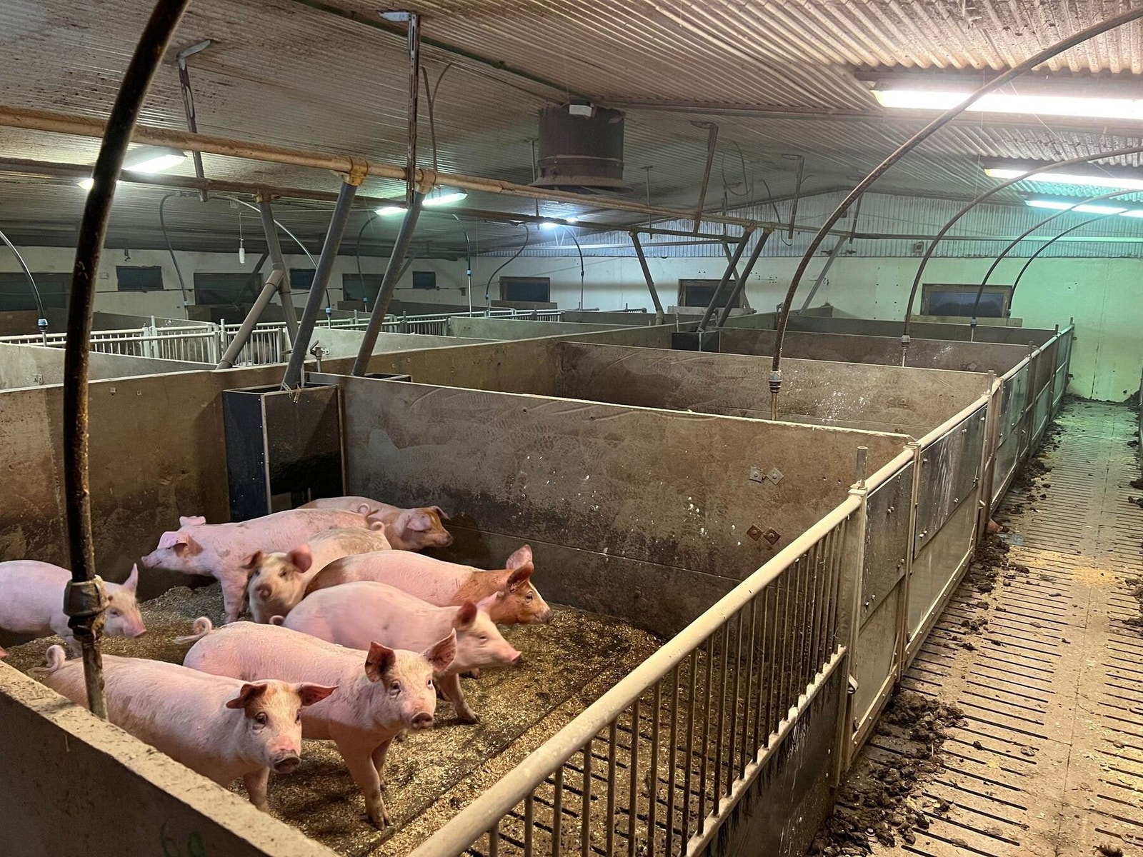 Dyrerom. Galleribilde