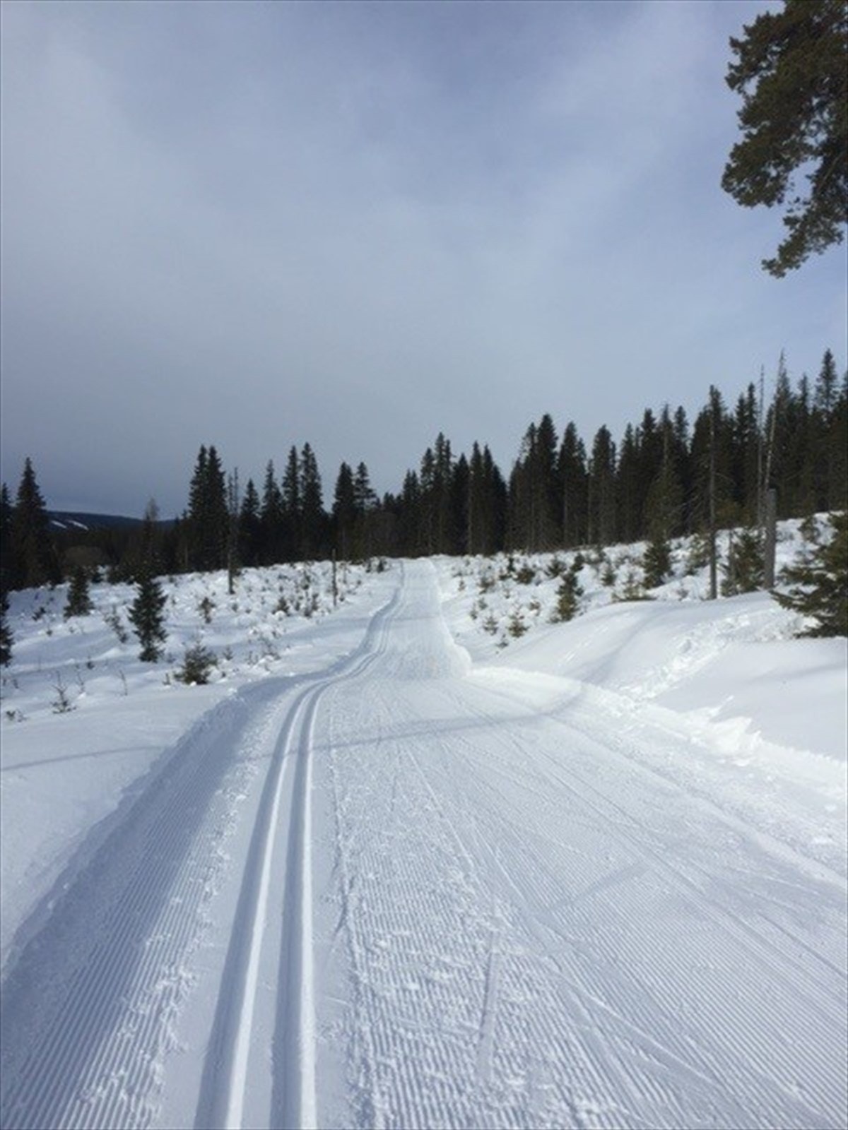 Bjønnåsen hyttegrend er tilknyttet skiløypenett til bl.a. Skorkoia - privat foto Galleribilde