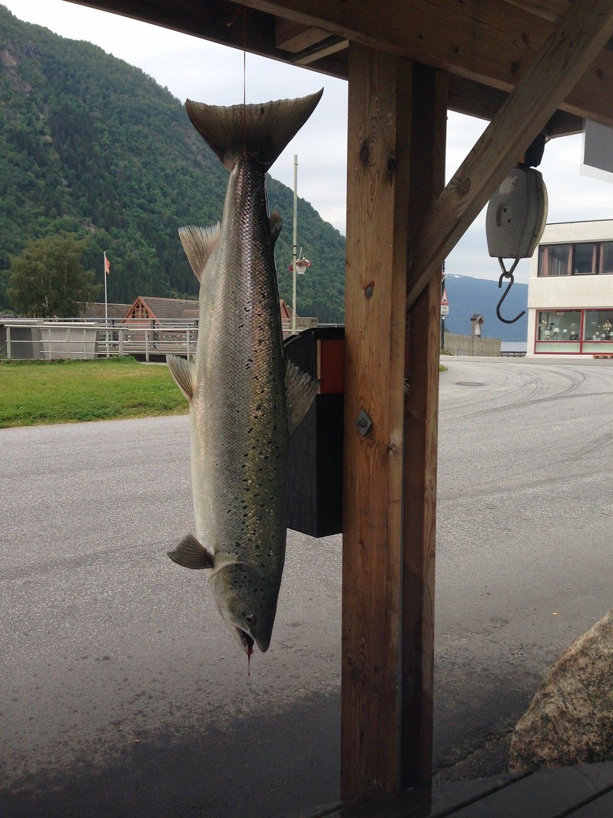 I følge bladet Alt om Fiske er Vikja kanskje Norges beste lakseelv. Elven munner ut midt i Vik sentrum og fiskekort får du kjøpt på gamle trevaren like ved elvemunningen. Det arrangeres også sjøfiske. Galleribilde