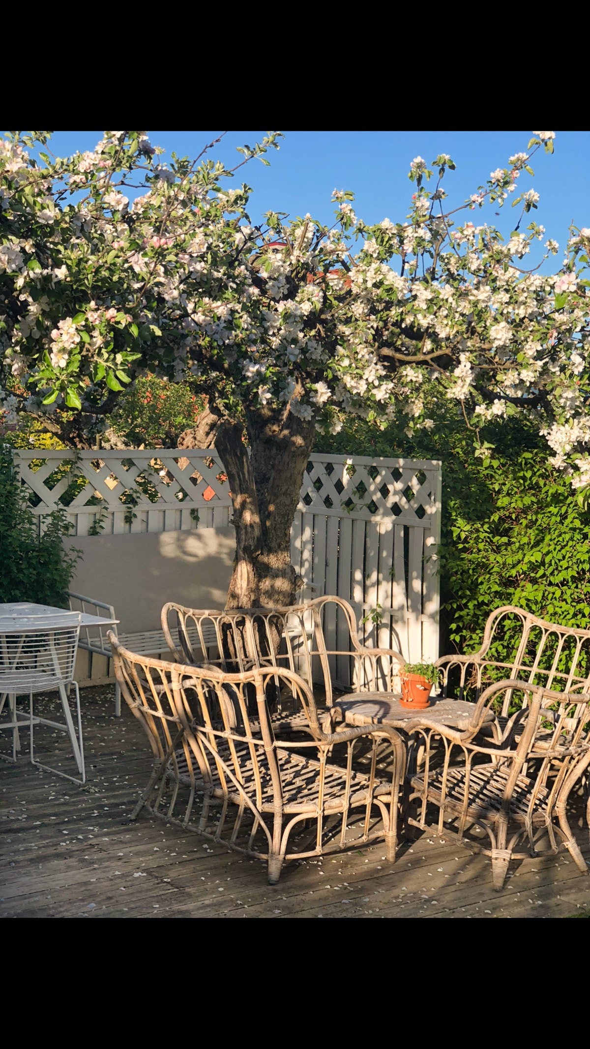 Selgers sommerbilde. Galleribilde