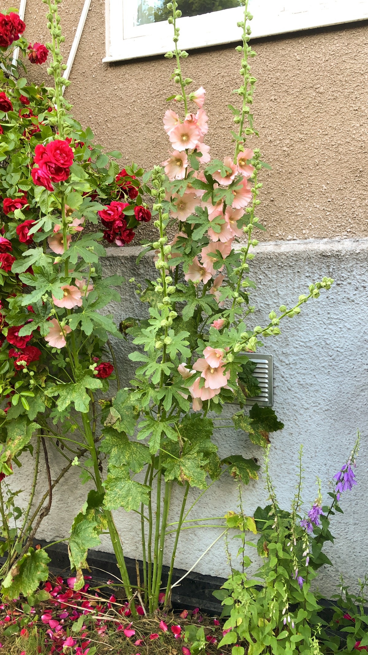 Selgers sommerbilde. Galleribilde