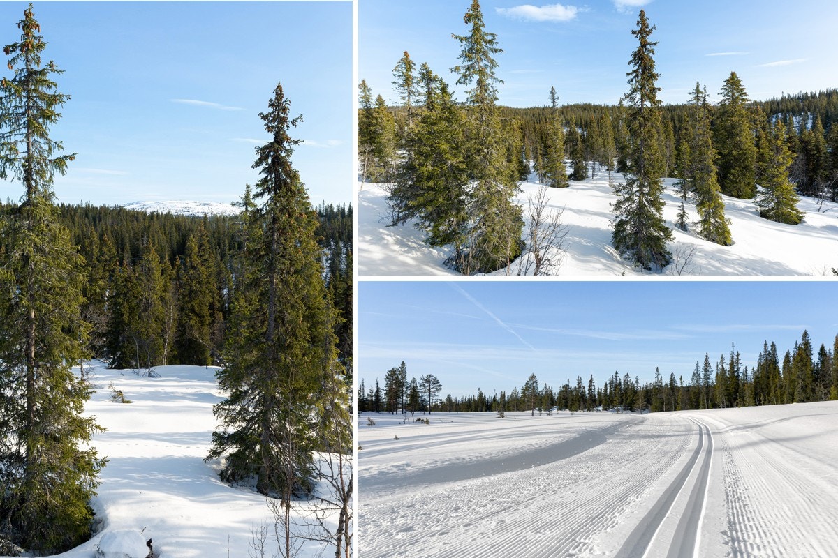 Velkommen til attraktive Tuddal med mulighet for å bygge din drømmehytte Galleribilde